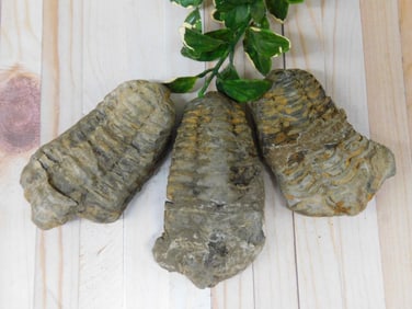 TRILOBITE ROCK STONE LAPIDARY SPECIMEN