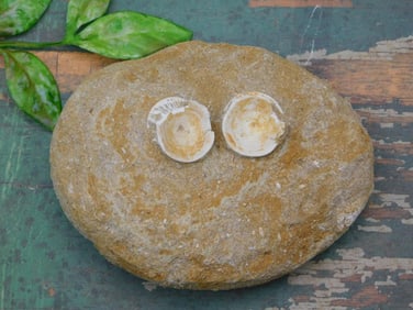 FISH FOSSIL IN MATRIX ROCK STONE LAPIDARY SPECIMEN