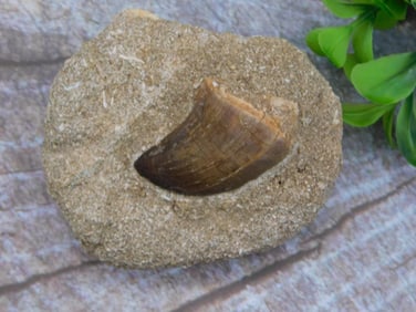 DINOSAUR TOOTH IN MATRIX ROCK STONE LAPIDARY SPECIMEN