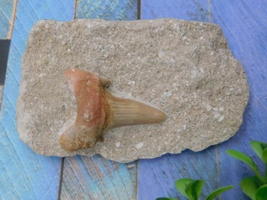 SHARK TOOTH IN MATRIX ROCK STONE LAPIDARY SPECIMEN