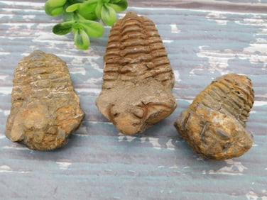 TRILOBITE FOSSILS ROCK STONE LAPIDARY SPECIMEN