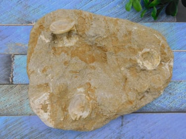 FISH FOSSILS IN MATRIX ROCK STONE LAPIDARY SPECIMEN
