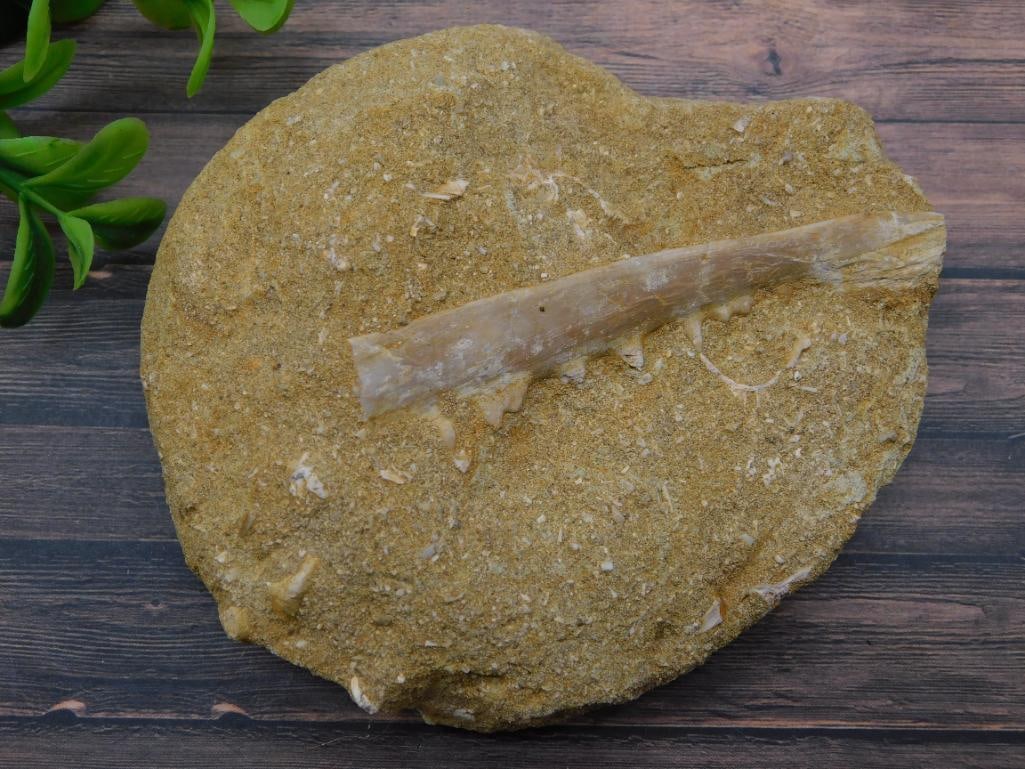 ENCHODUS FOSSIL ROCK STONE LAPIDARY SPECIMEN: ENCHODUS FOSSIL ROCK STONE LAPIDARY SPECIMEN