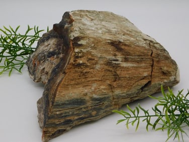 12 POUND PETRIFIED WOOD ROCK STONE LAPIDARY SPECIMEN