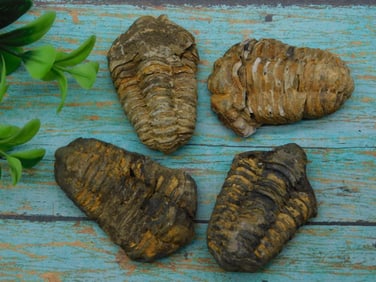 TRILOBITE FOSSILS ROCK STONE LAPIDARY SPECIMEN
