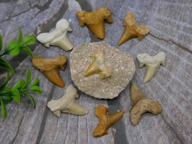 SHARK TEETH ROCK STONE LAPIDARY SPECIMEN