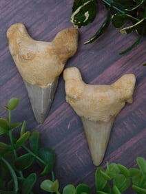 Fossilized Shark Teeth with Root Sections