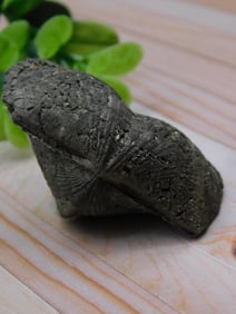 Fossilized Brachiopod Specimen for Auction