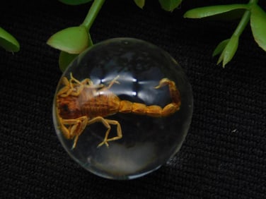 Encased Scorpion Sphere