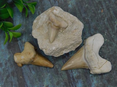 Three Fossilized Shark Teeth, Including One in Stone Rock Stone Lapidary Specimen