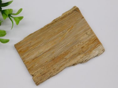 Petrified Wood Slab with Natural Grain Pattern Rock Stone Lapidary Specimen