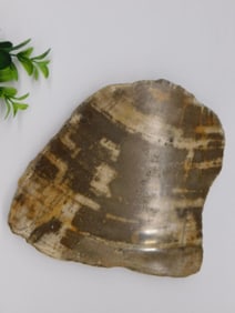Fossilized Petrified Wood Slice Rock Stone Lapidary Specimen