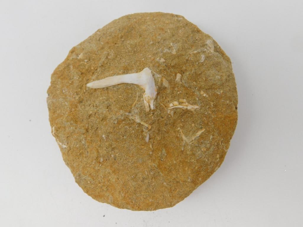 DINOSAUR BONE IN MATRIX: DINOSAUR BONE IN MATRIX