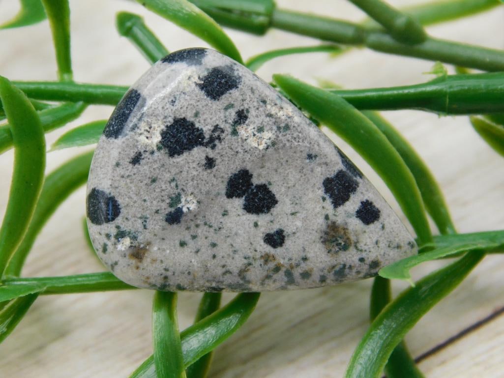 DALMATION JASPER CABOCHON ROCK STONE LAPIDARY SPECIMEN: DALMATION JASPER CABOCHON ROCK STONE LAPIDARY SPECIMEN
