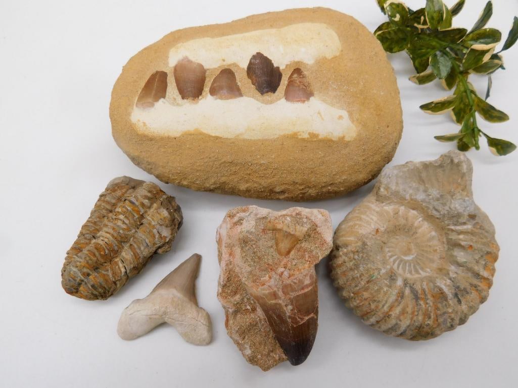 MIXED FOSSIL LOT ROCK STONE LAPIDARY SPECIMEN: MIXED FOSSIL LOT ROCK STONE LAPIDARY SPECIMEN