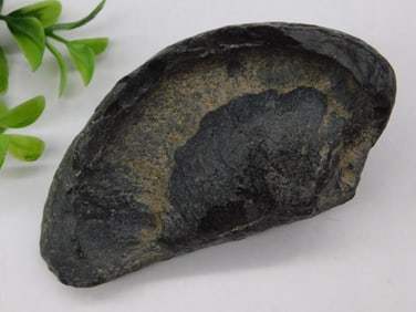 Fossilized Whale Ear Bone