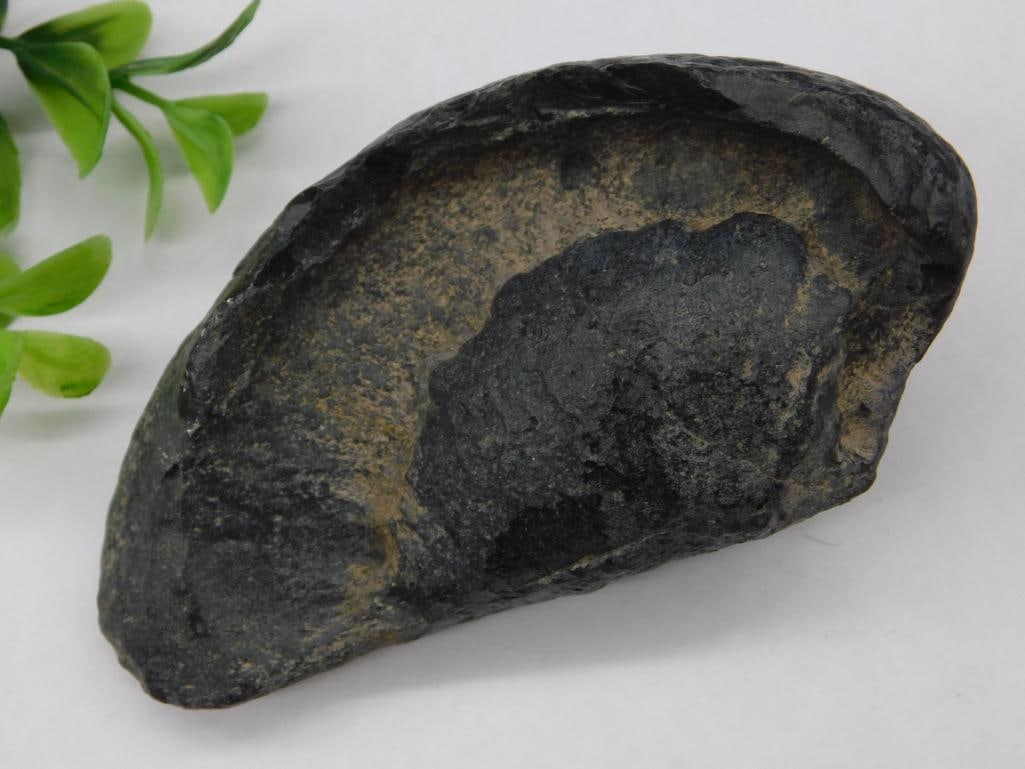 Fossilized Whale Ear Bone: Fossilized Whale Ear Bone