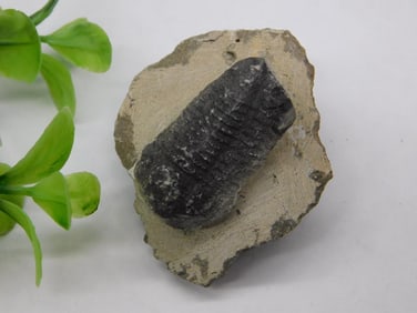 Fossilized Trilobite on Matrix with Quarter for Scale