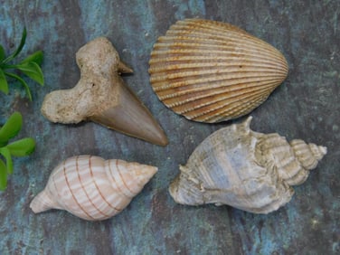 Fossilized Shark Tooth and Seashells