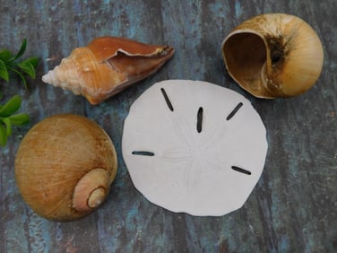 Four Seashells Including Sand Dollar