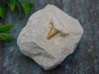 Fossilized Shark Tooth Embedded in Stone