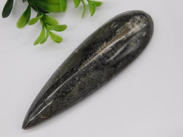 Fossil Orthoceras  Specimen Display Piece