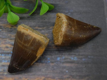 DINOSAUR TEETH ROCK STONE LAPIDARY SPECIMEN