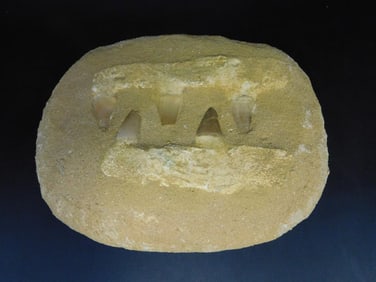 MOSASAUR FOSSIL ROCK STONE LAPIDARY SPECIMEN