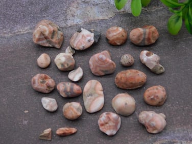 THOMPSONITE ROCK STONE LAPIDARY SPECIMEN
