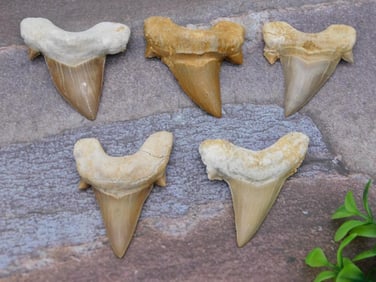 SHARK TEETH ROCK STONE LAPIDARY SPECIMEN