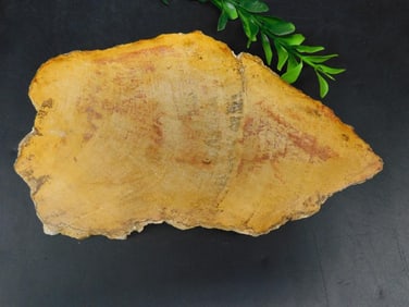 PETRIFIED WOOD SLAB ROCK STONE LAPIDARY SPECIMEN