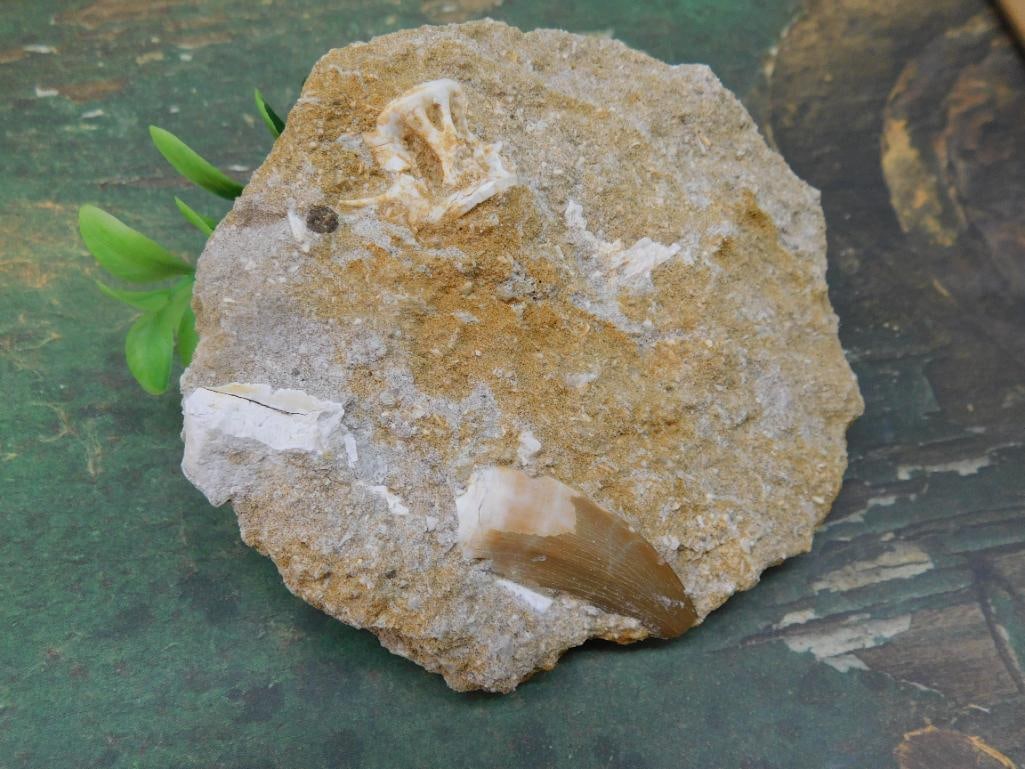 ENCHODUS FOSSIL ROCK STONE LAPIDARY SPECIMEN: ENCHODUS FOSSIL ROCK STONE LAPIDARY SPECIMEN