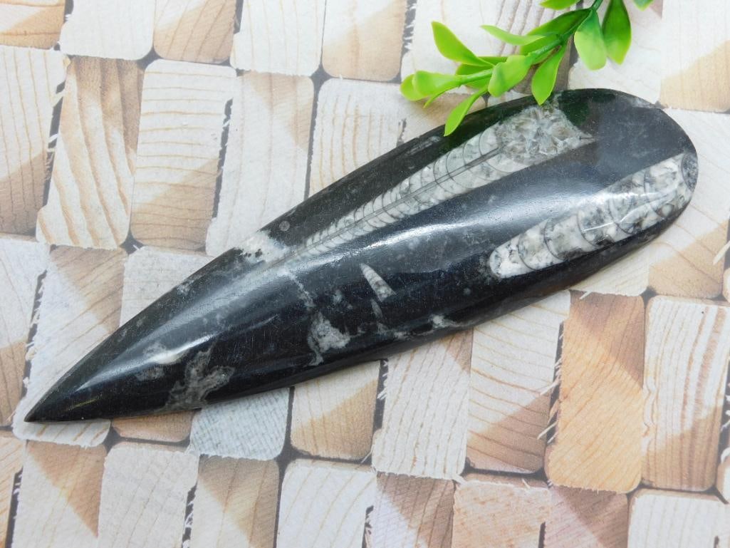 ORTHOCERAS ROCK STONE LAPIDARY SPECIMEN: ORTHOCERAS ROCK STONE LAPIDARY SPECIMEN
