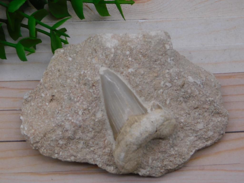 SHARK TOOTH IN MATRIX ROCK STONE LAPIDARY SPECIMEN: SHARK TOOTH IN MATRIX ROCK STONE LAPIDARY SPECIMEN