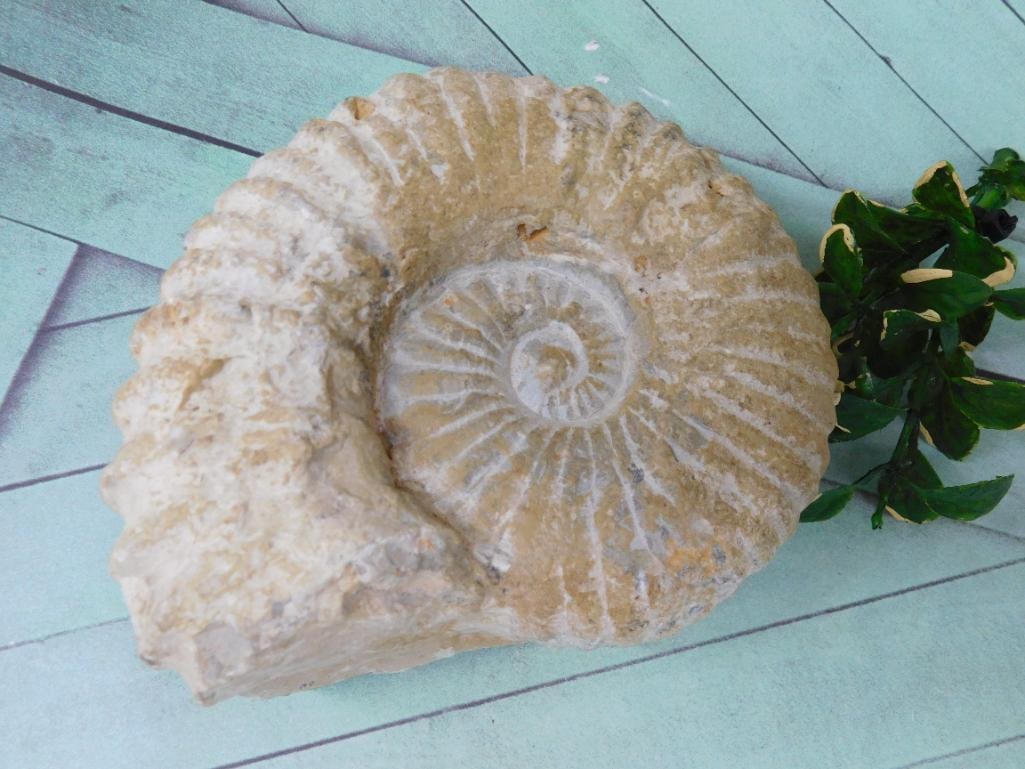 AMMONITE ROCK STONE LAPIDARY SPECIMEN: AMMONITE ROCK STONE LAPIDARY SPECIMEN