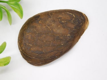 ROCK STONE LAPIDARY SPECIMEN