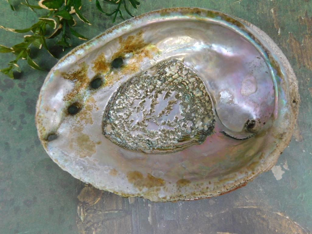 ABALONE SHELL: ABALONE SHELL