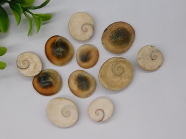 SHIVA STONES ROCK STONE LAPIDARY SPECIMEN