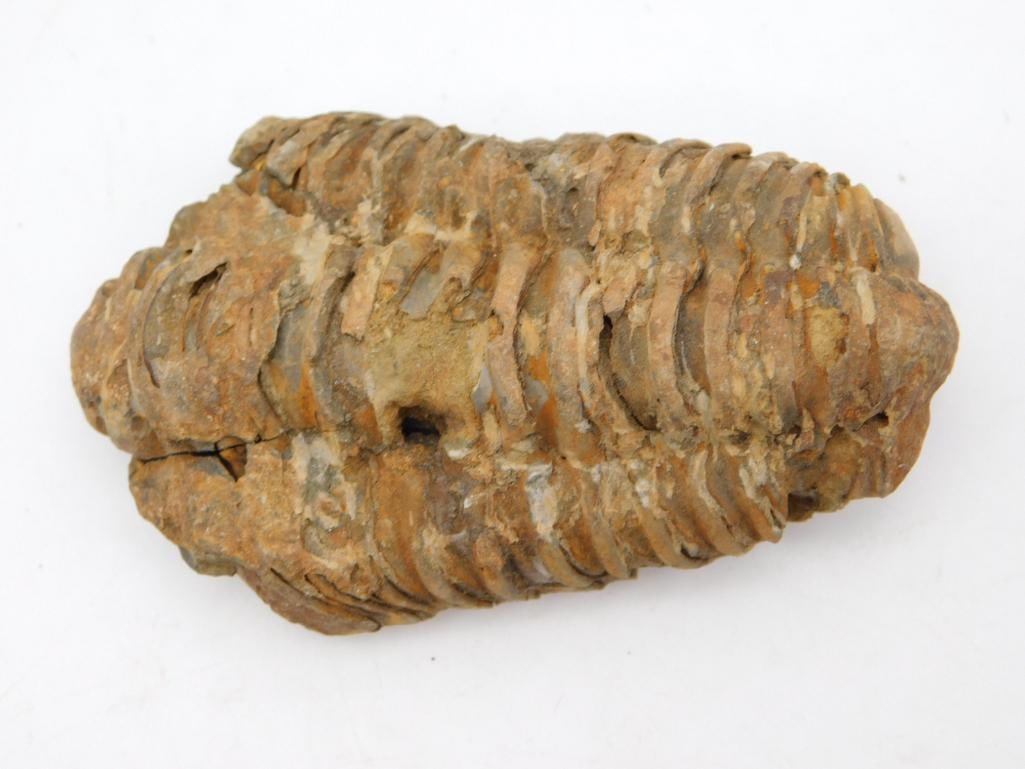 TRILOBITE FOSSIL ROCK STONE LAPIDARY SPECIMEN: TRILOBITE FOSSIL ROCK STONE LAPIDARY SPECIMEN