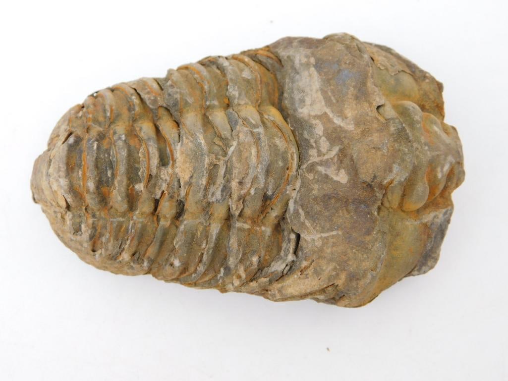 TRILOBITE FOSSIL ROCK STONE LAPIDARY SPECIMEN: TRILOBITE FOSSIL ROCK STONE LAPIDARY SPECIMEN