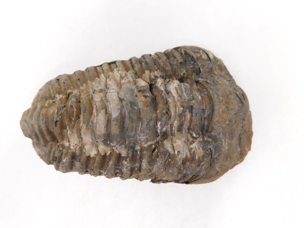 TRILOBITE FOSSIL ROCK STONE LAPIDARY SPECIMEN: TRILOBITE FOSSIL ROCK STONE LAPIDARY SPECIMEN