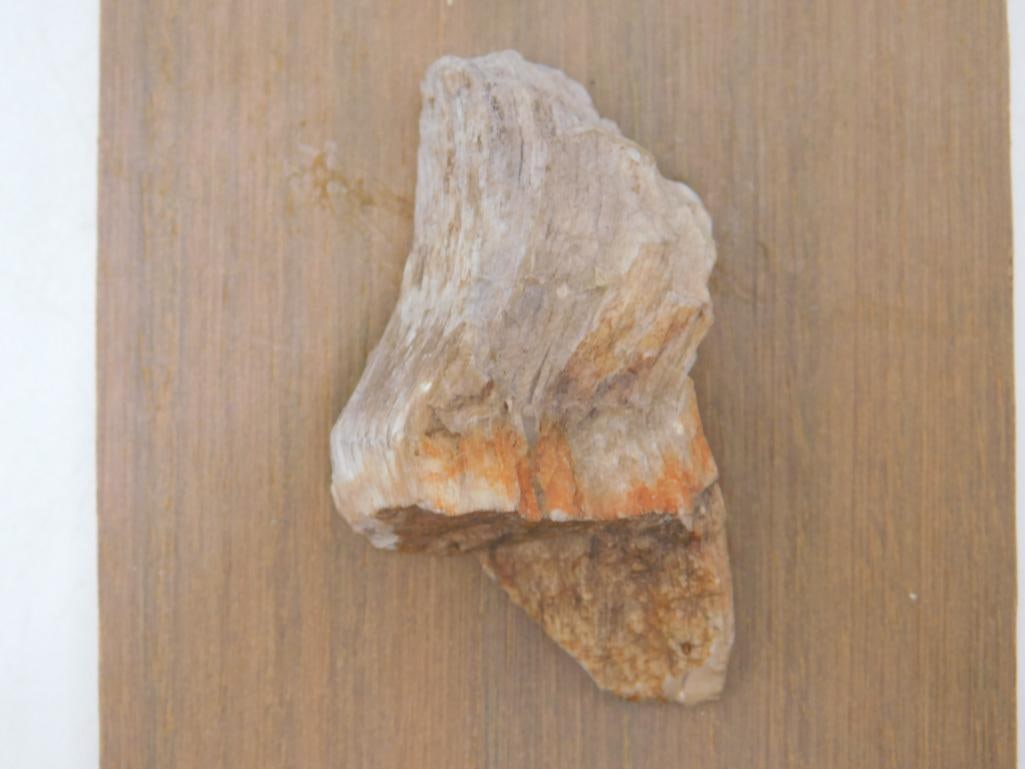 PETRIFIED WOOD ROCK STONE LAPIDARY SPECIMEN: PETRIFIED WOOD ROCK STONE LAPIDARY SPECIMEN