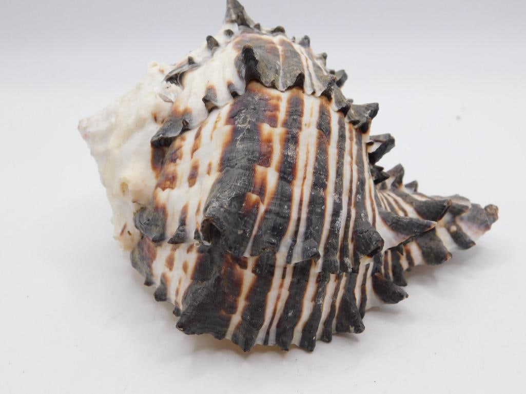 BLACK MUREX SHELL ROCK STONE LAPIDARY SPECIMEN: BLACK MUREX SHELL ROCK STONE LAPIDARY SPECIMEN