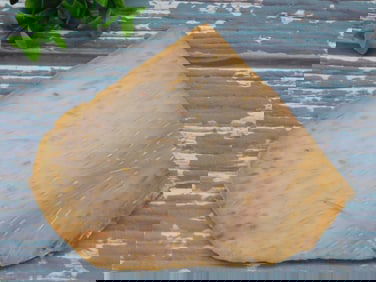 PETRIFIED PALM WOOD SLAB ROCK STONE LAPIDARY SPECIMEN