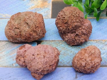 COPROLITE ROCK STONE LAPIDARY SPECIMEN