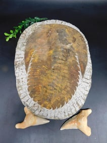 GIANT TRILOBITE ROCK STONE LAPIDARY SPECIMEN
