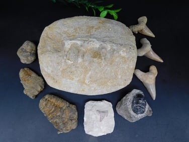 MIXED FOSSIL LOT ROCK STONE LAPIDARY SPECIMEN
