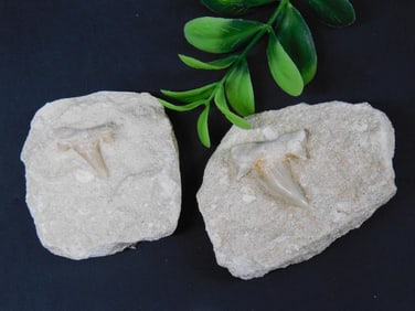 SHARK TEETH ROCK STONE LAPIDARY SPECIMEN