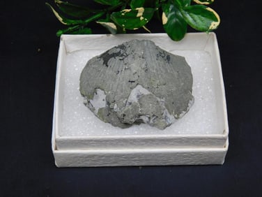 BRACHIOPOD ROCK STONE LAPIDARY SPECIMEN