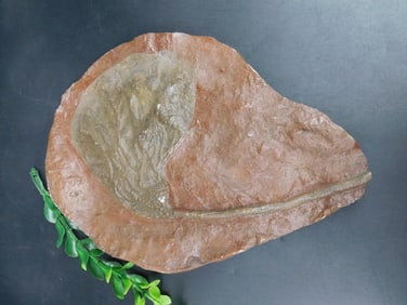 CRINOID FOSSIL ROCK STONE LAPIDARY SPECIMEN
